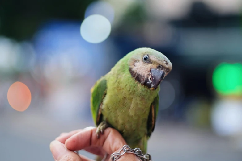 a small green bird sitting on top of a persons hand