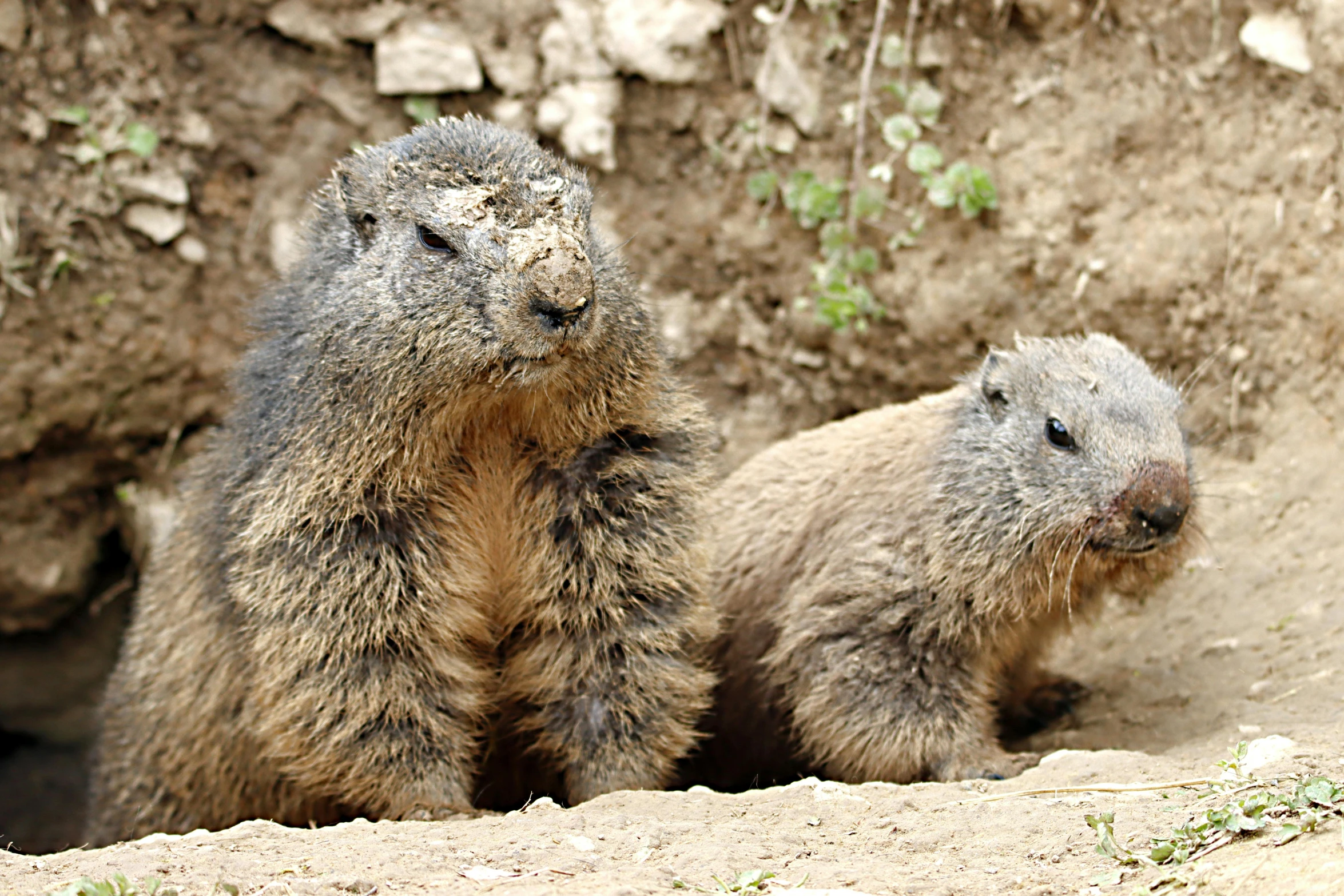 two animals are standing close together near a wall