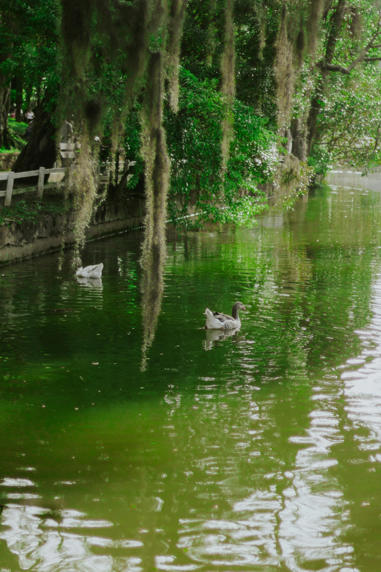 a number of ducks floating in a body of water