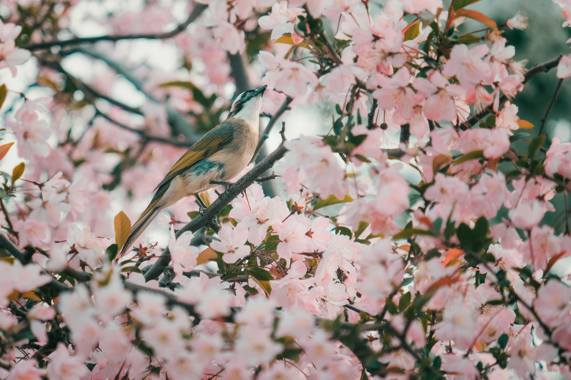 there is a small bird sitting on the nch of this flowering tree