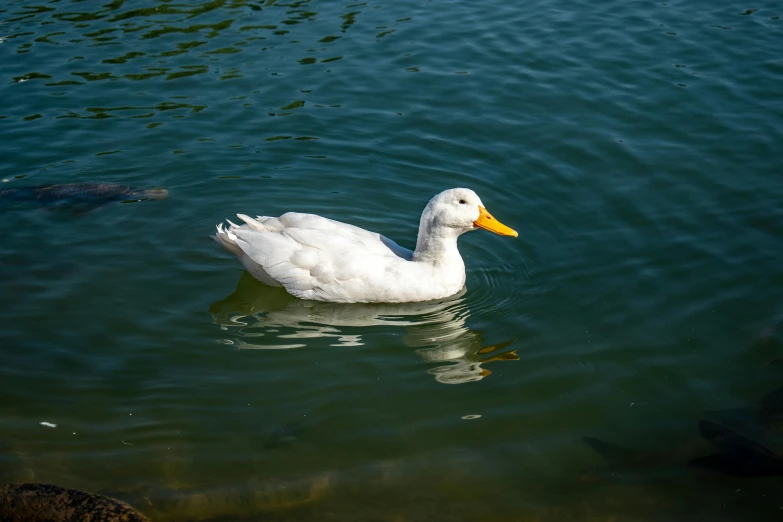 a duck with a long beak swimming in water