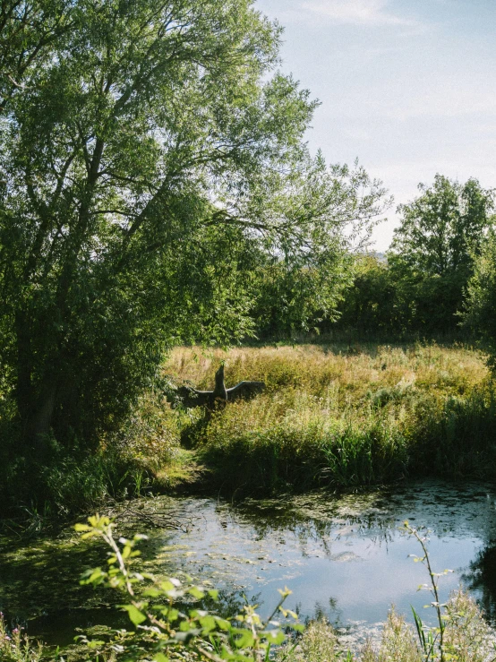 a bird is sitting in the middle of a field