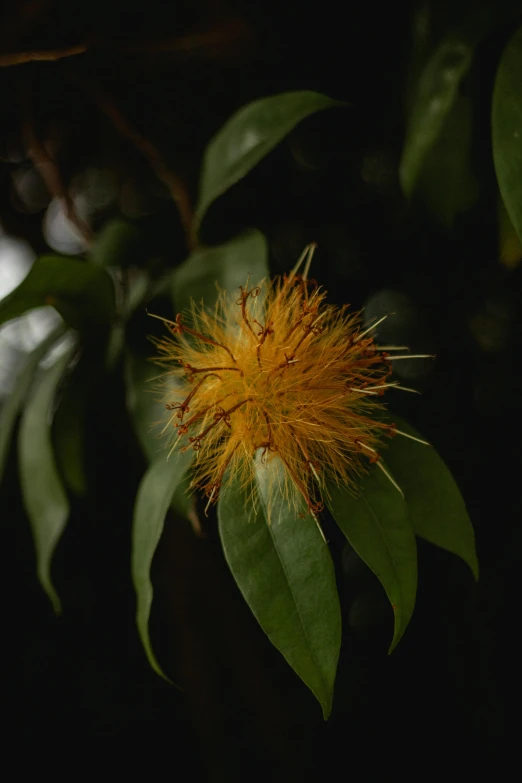 the plant has yellow and green leaves