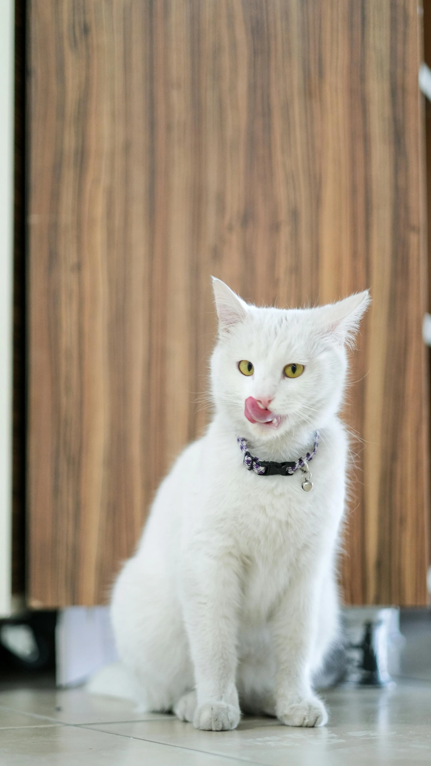 a white cat wearing a bow tie sitting