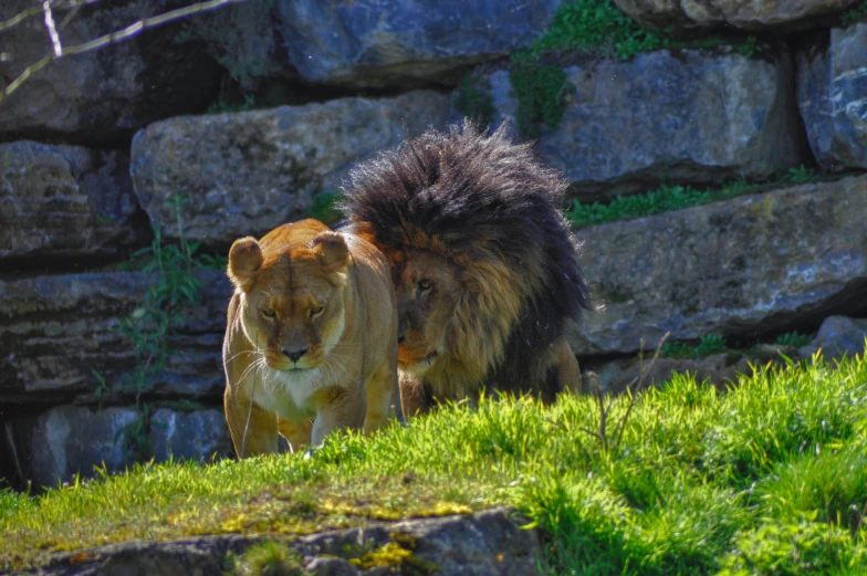 a lion walks down a path with another lion in the background