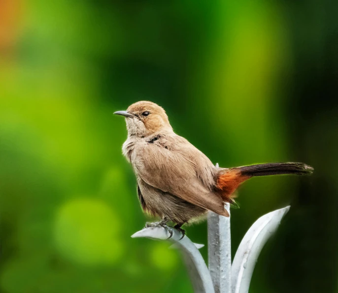 a small brown and orange bird perched on a white flower