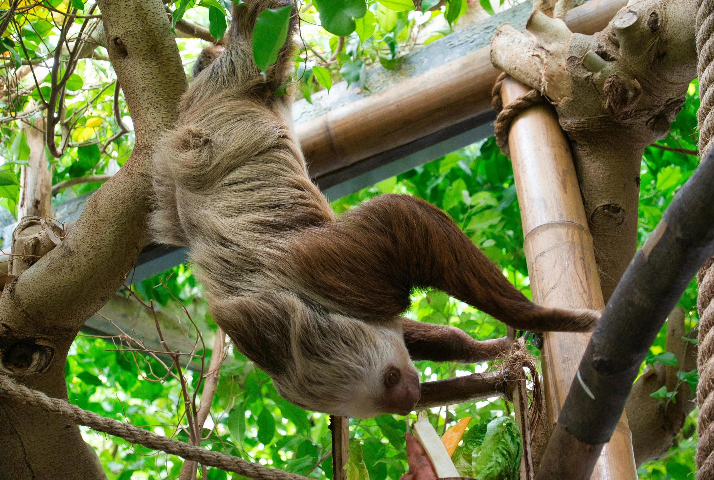 a brown sloth hangs from the tree limb while it climbs up