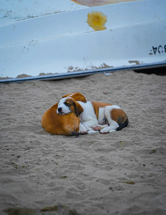 a puppy is lying in the sand next to a boat