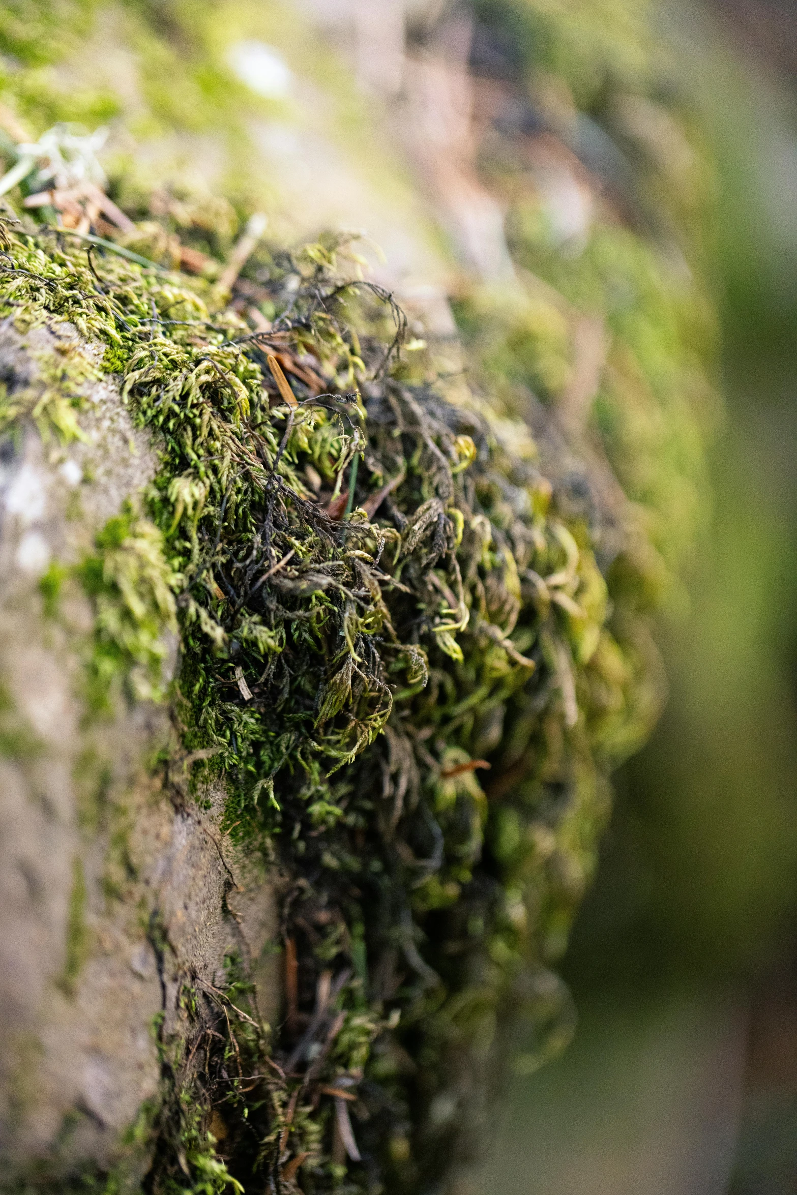 a close up s of moss growing on rocks