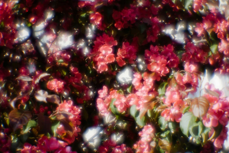 pink flowers on a blurred background in color