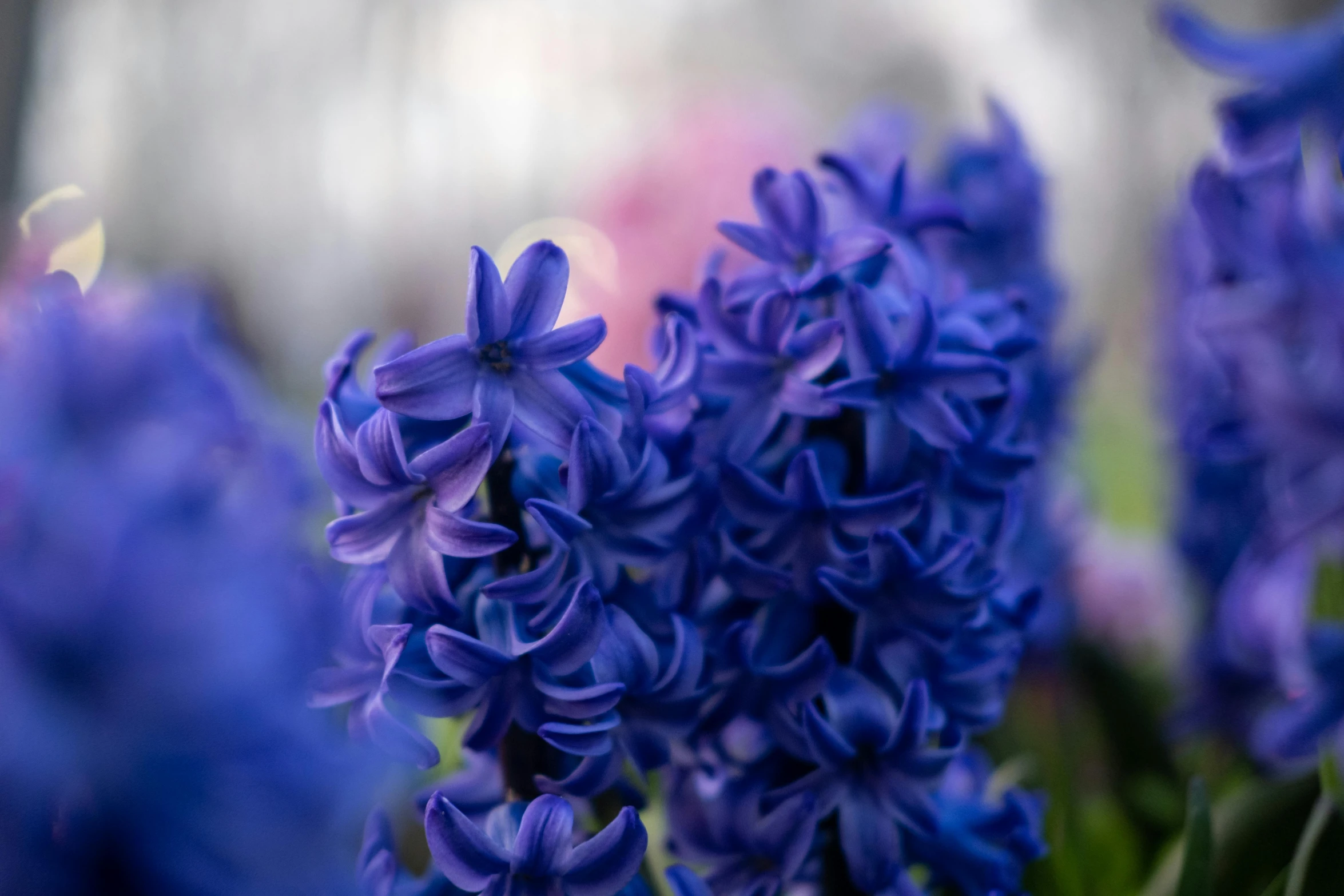 a close up image of some purple flowers