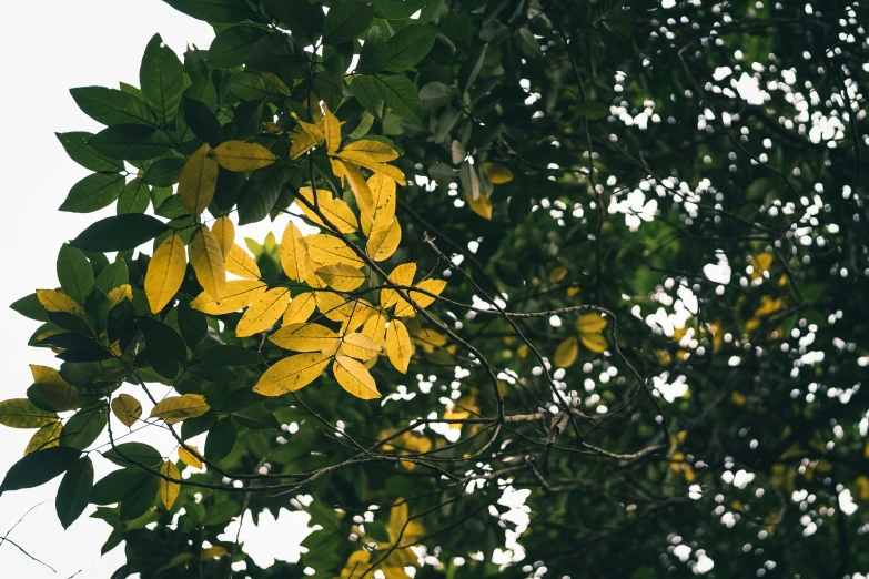 there are leaves and green nches outside