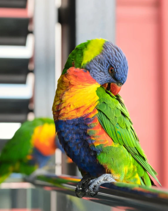 colorful parrots perched on top of a metal roof