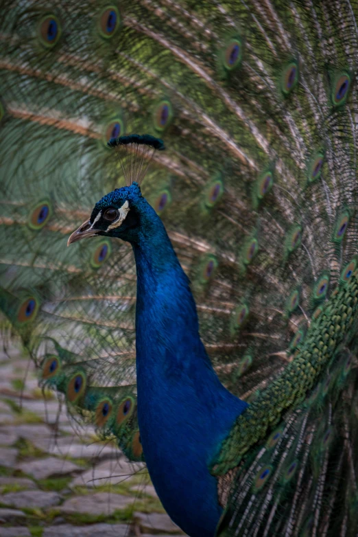 a peacock standing on top of a lush green field