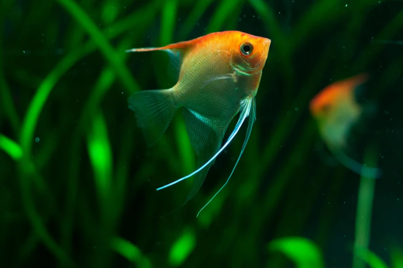 an orange fish swimming over some green plants