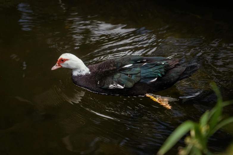 a black and white duck floating on top of water