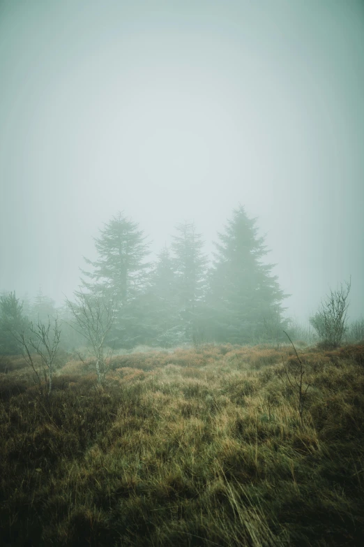 foggy, misty field with lots of trees in the distance