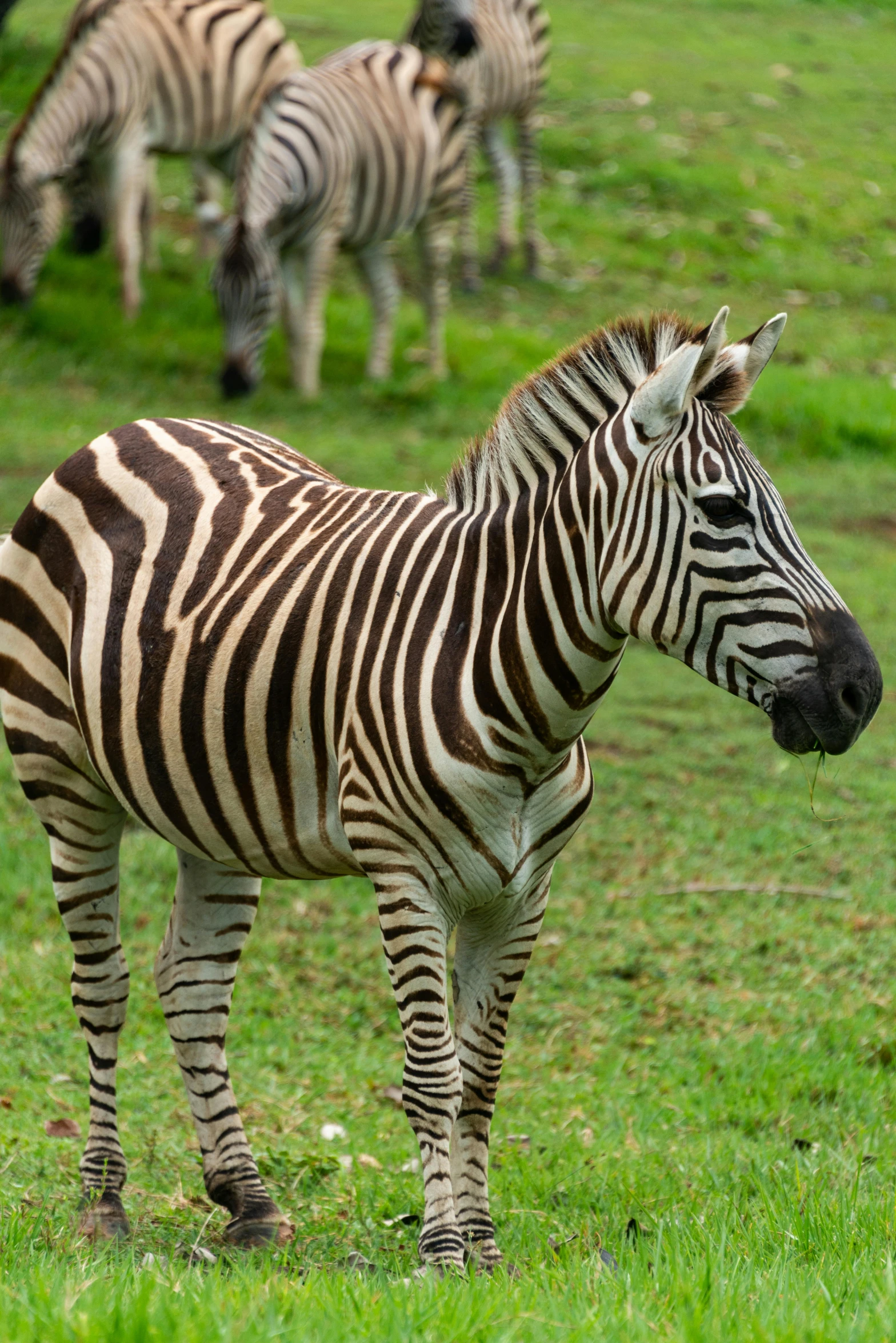 a herd of zes stand in a grassy area