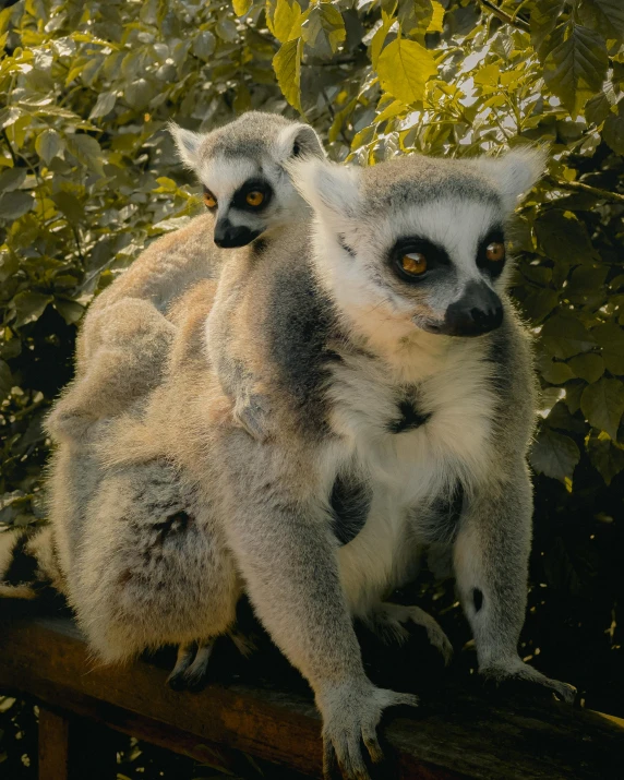 two animals on the side of a wooden fence