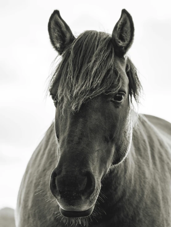 a black and white po of a horse with blonde hair