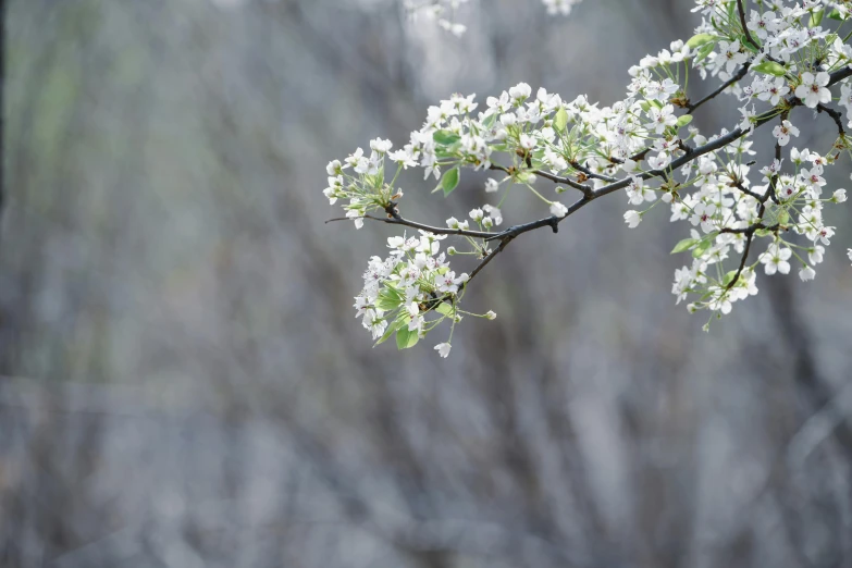 white blossoms on a twig in the middle of nches