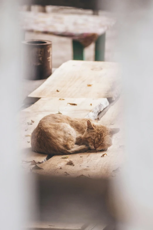 a cat is sleeping on a wooden table