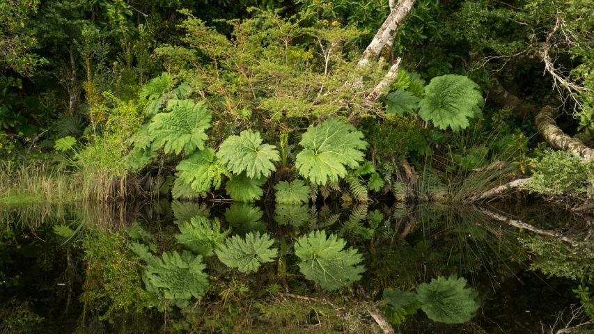 some trees water plants and nches in a wooded area