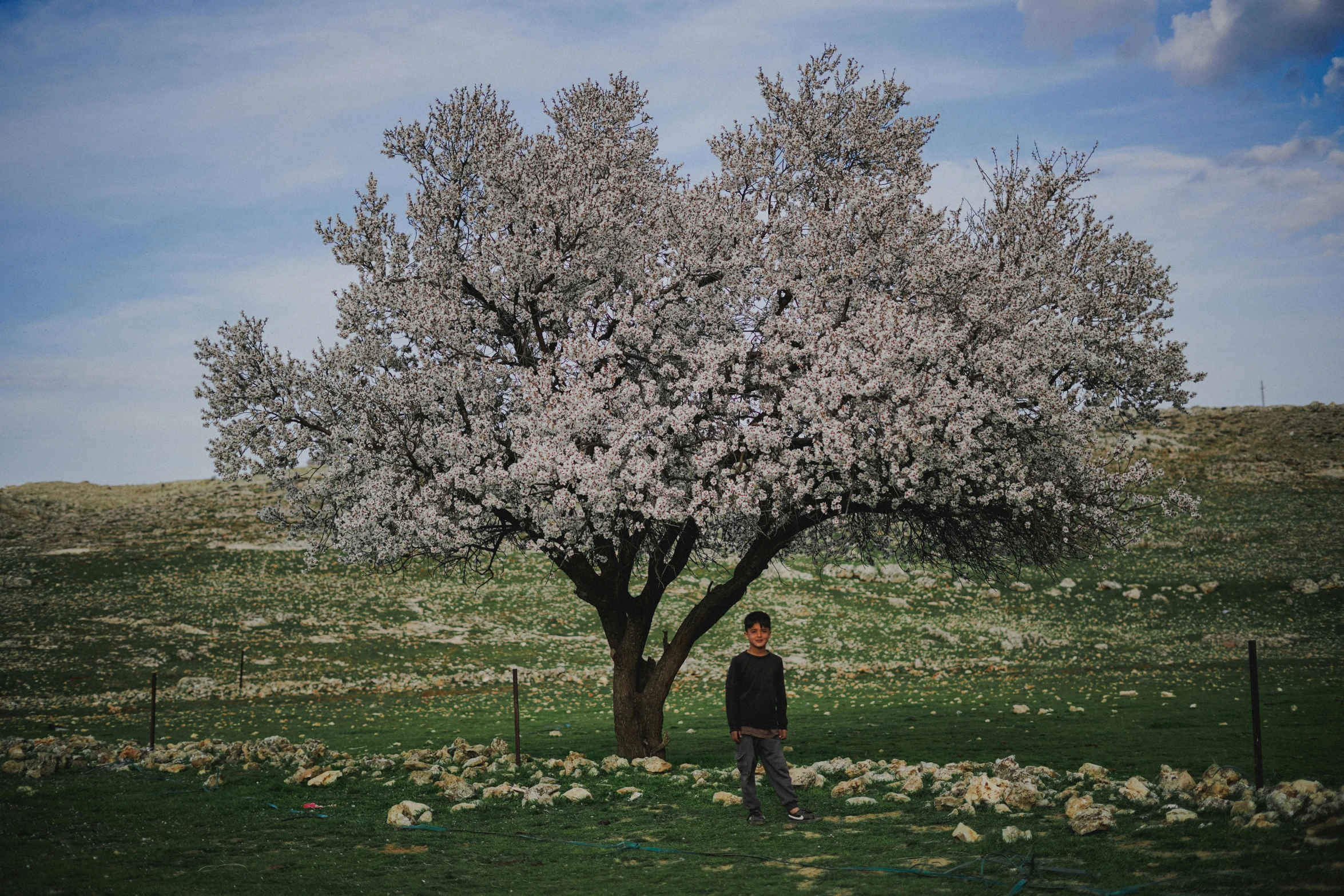 a man standing under a blossoming tree on a hill