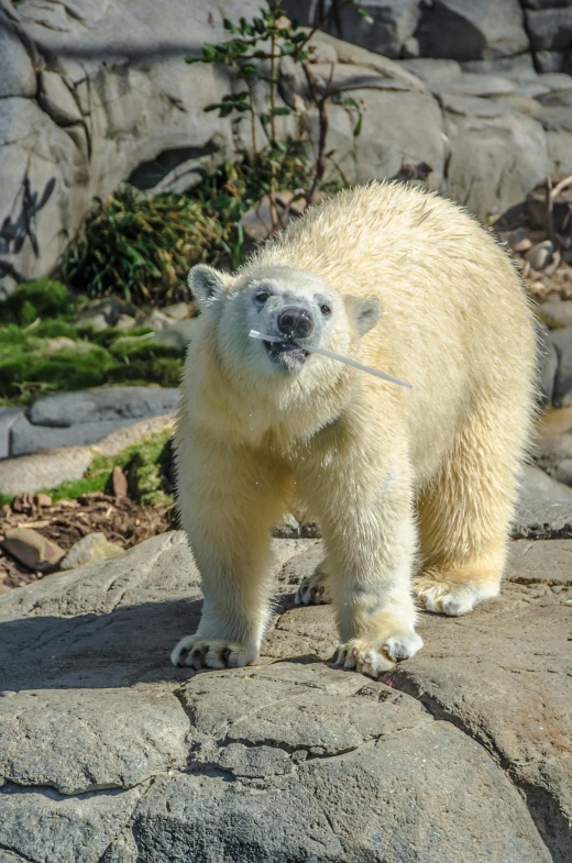 a close up of a polar bear on a rock