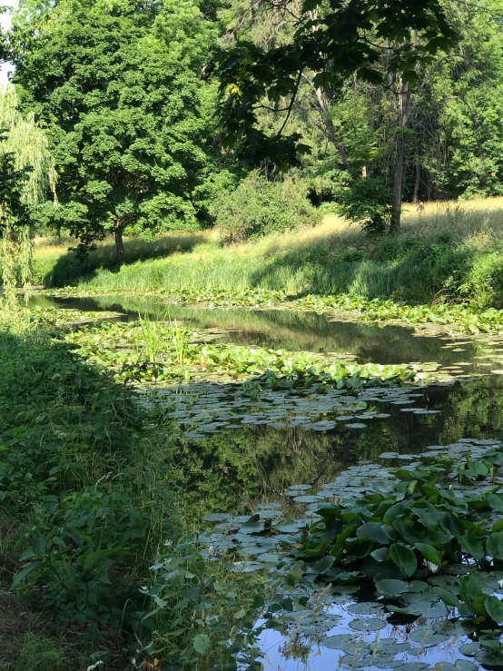 a river running next to lush green trees