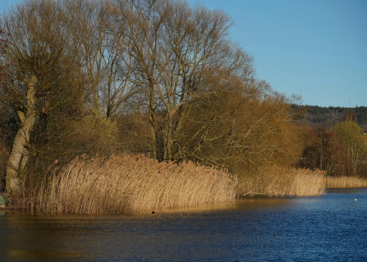 the brown tree is beside the large river