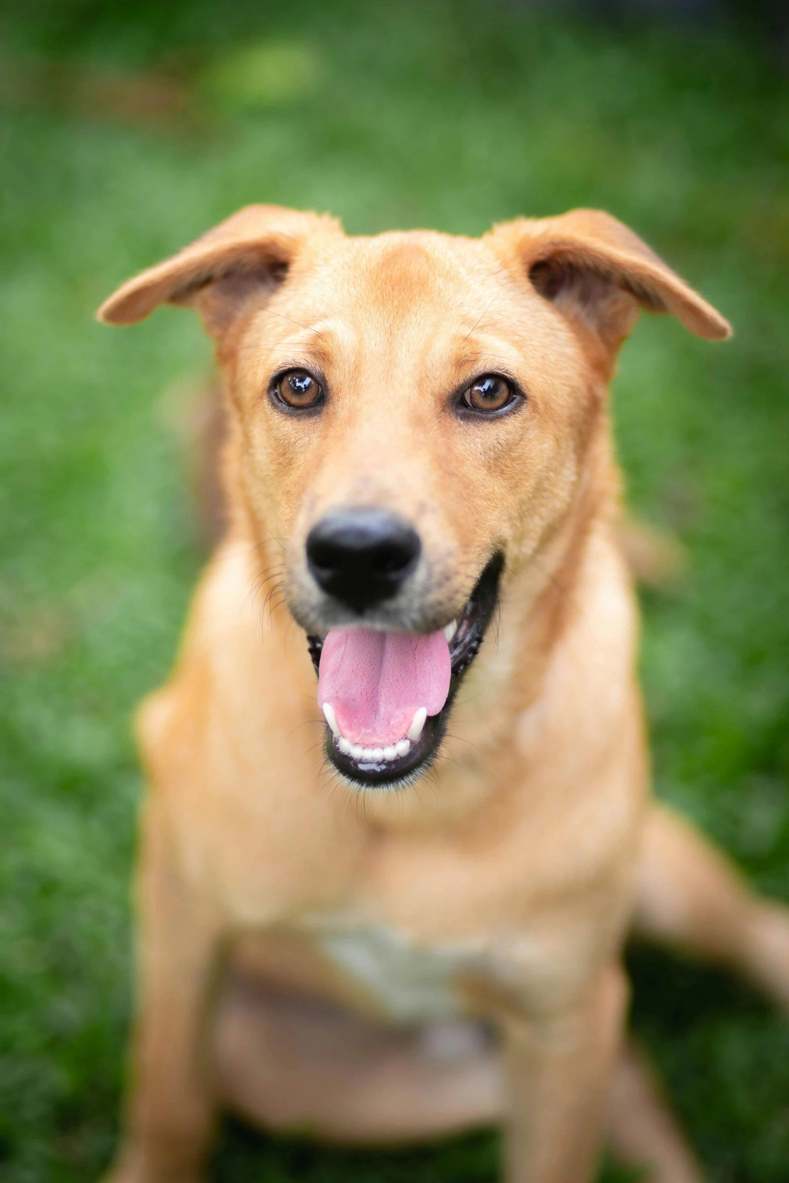 a close up image of a dog with its tongue open