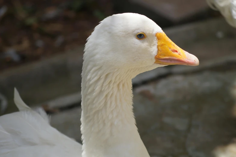 a white duck stands on the concrete outside