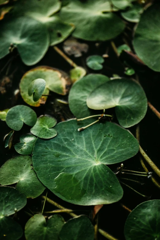 a bunch of leaves that are sitting on some water