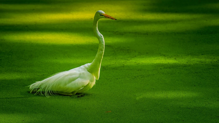 a close up of a white bird on a green field