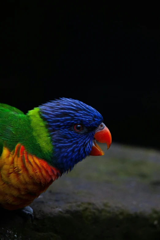 a brightly colored parrot is standing on the ground