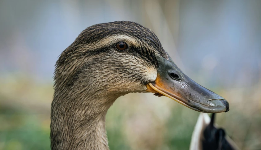 an image of a close up of a duck