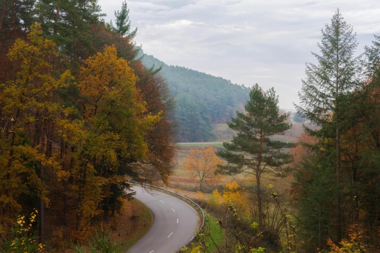 a long road running through the forest in autumn