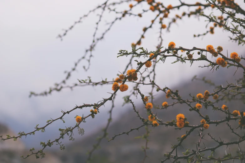 small yellow flowers hanging from the nches of a tree