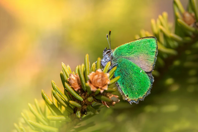 green erfly is perched on the top of a pine tree