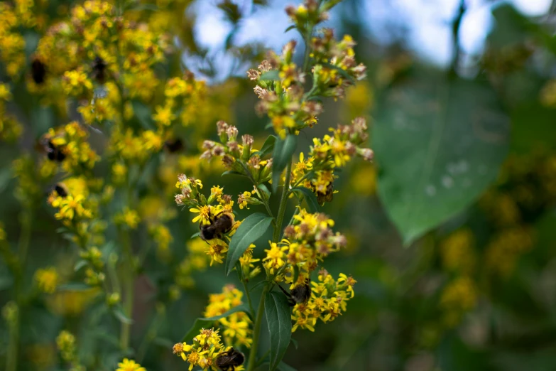 flowers and foliage on an outside area of the city