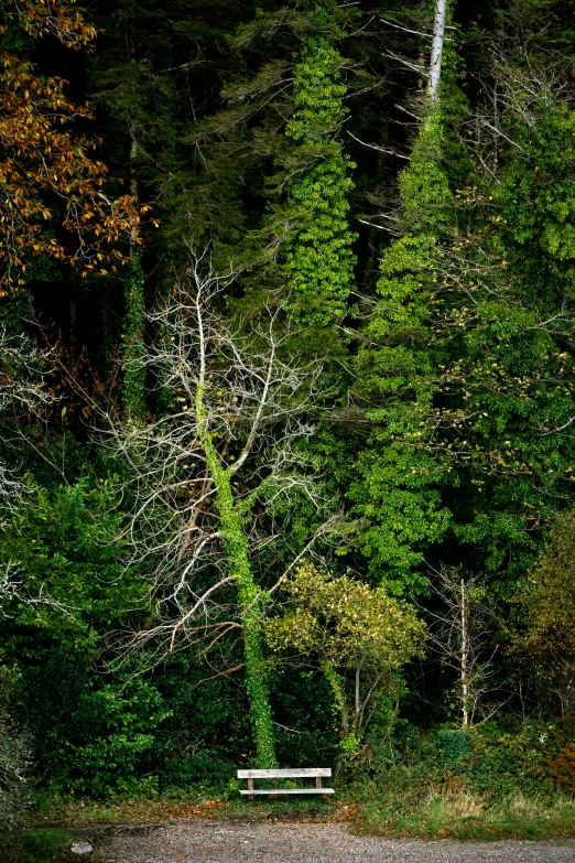 a park bench is surrounded by trees