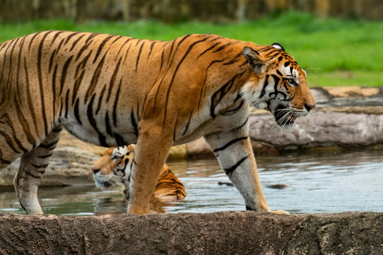 two large tigers in a wildlife park near water