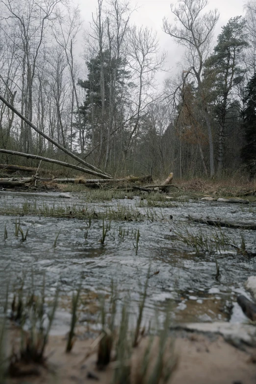 a river surrounded by grass and trees with no leaves