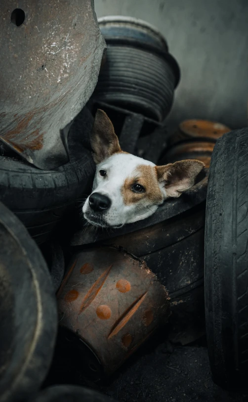 a dog is lying on top of old tires