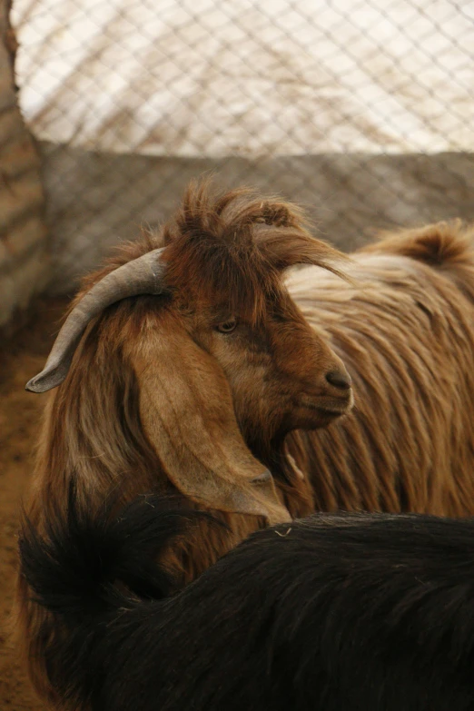 an ox and sheep standing next to each other