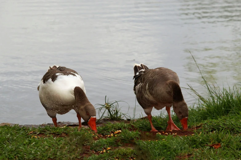 two birds sitting in grass next to the water