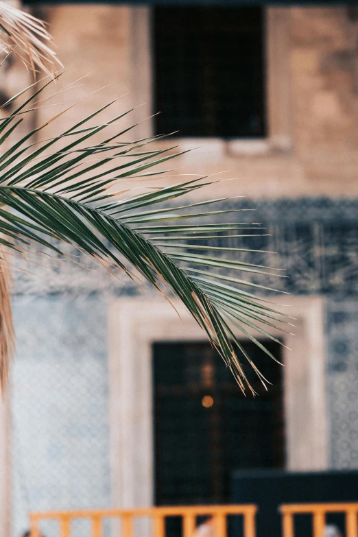 the palm tree outside a building is shown