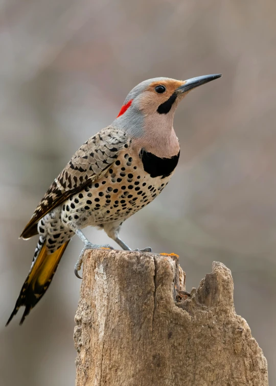 a bird on the stump is shown standing