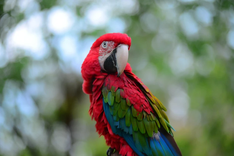 a parrot is sitting on top of a stick